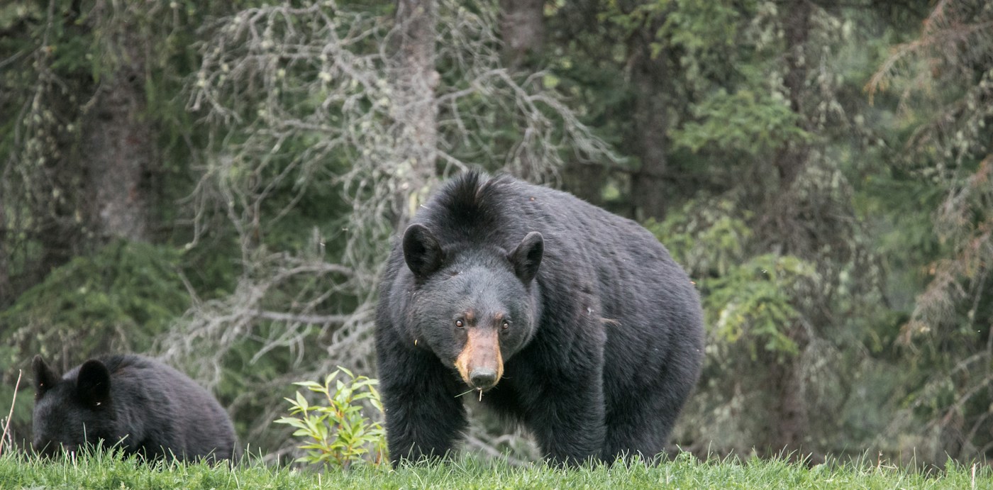Black bear in natural habitat
