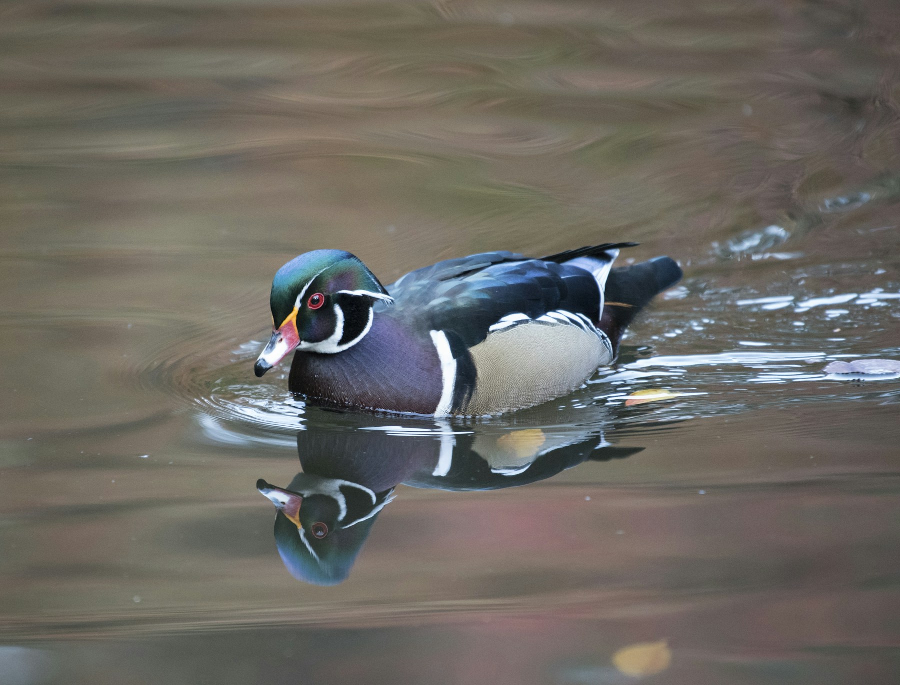 Waterfowl in natural habitat