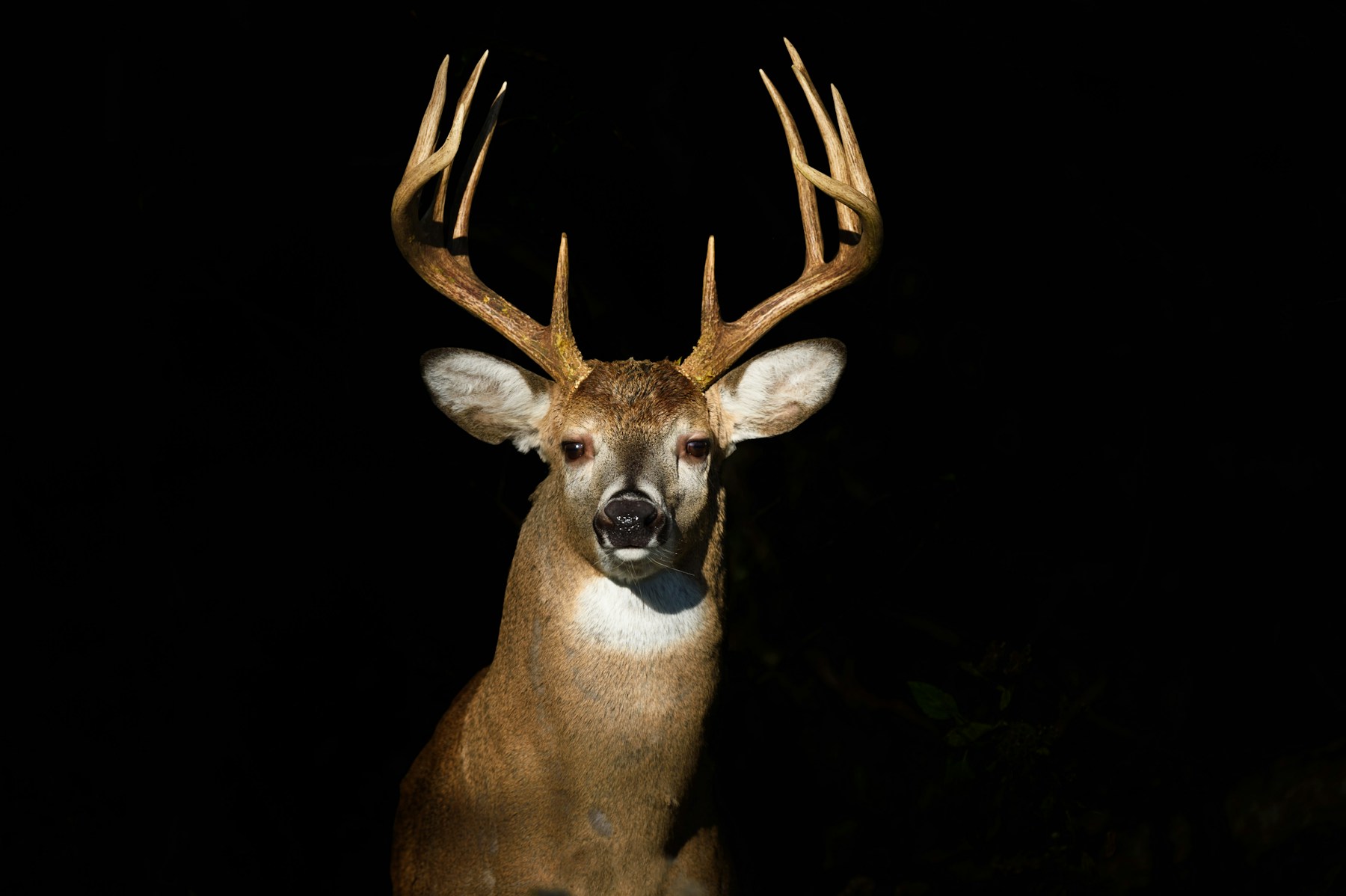 Whitetail deer in natural habitat